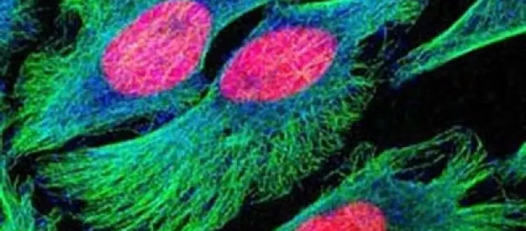 LE CELLULE DI UOMINI E DONNE SONO DIVERSE