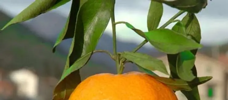 ALIMENTI DEL MESE DI NOVEMBRE