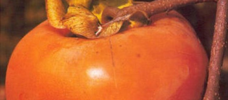 IL FRUTTO DEL MESE DI NOVEMBRE: IL CACO
