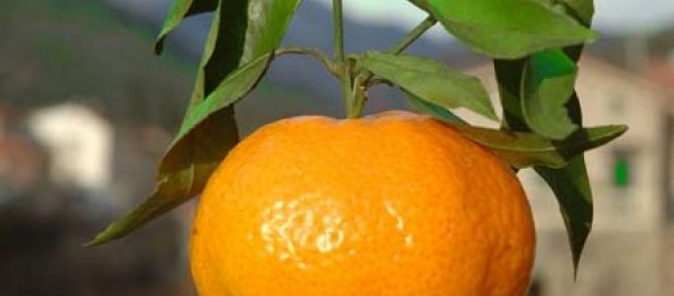 ALIMENTI DEL MESE DI NOVEMBRE