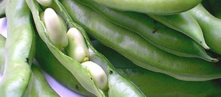 MAGGIO - LA PRIMAVERA IN TAVOLA