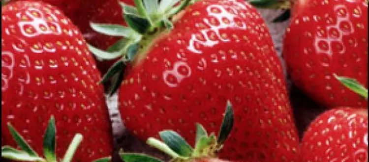 IL FRUTTO DEL MESE: FRAGOLA