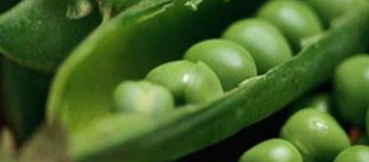 IL LEGUME DEL MESE DI GIUGNO: I PISELLI