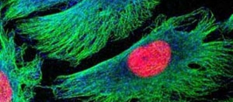 LE CELLULE DI UOMINI E DONNE SONO DIVERSE