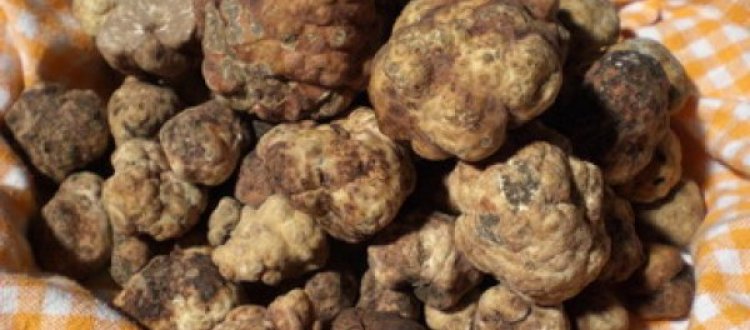 A TAVOLA CON SUA MAESTA' IL TARTUFO
