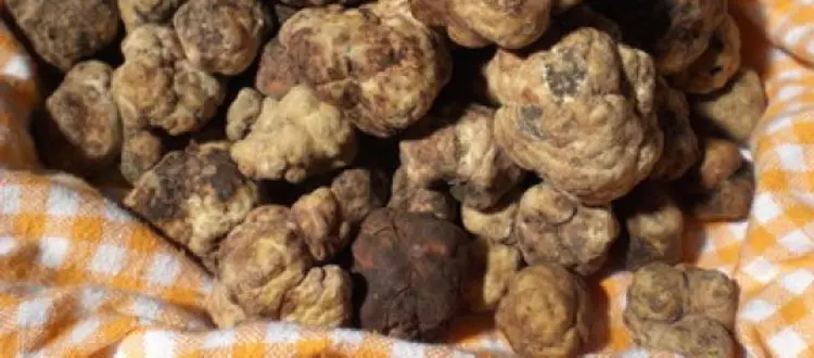 A TAVOLA CON SUA MAESTA' IL TARTUFO