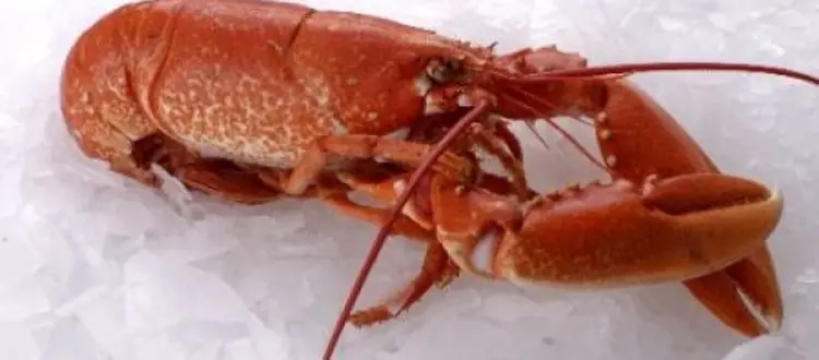 ALIMENTI DEL MESE DI DICEMBRE