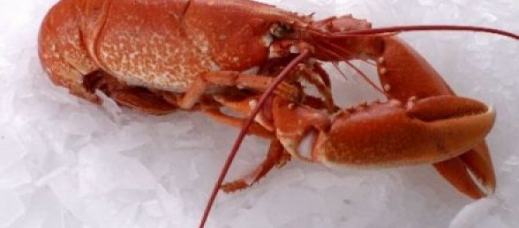 ALIMENTI DEL MESE DI DICEMBRE