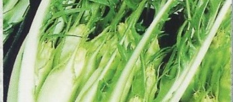 VERDURA DEL MESE DI MARZO: LA CICORIA