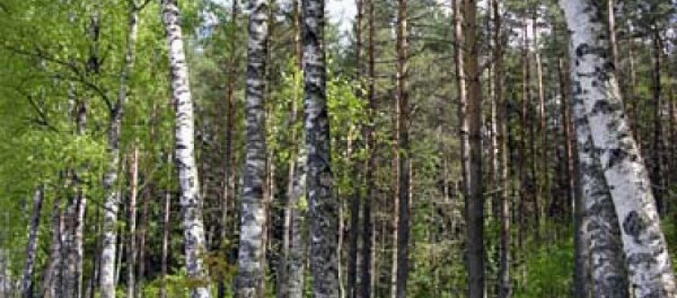 RINITI ALLERGICHE INVERNALI