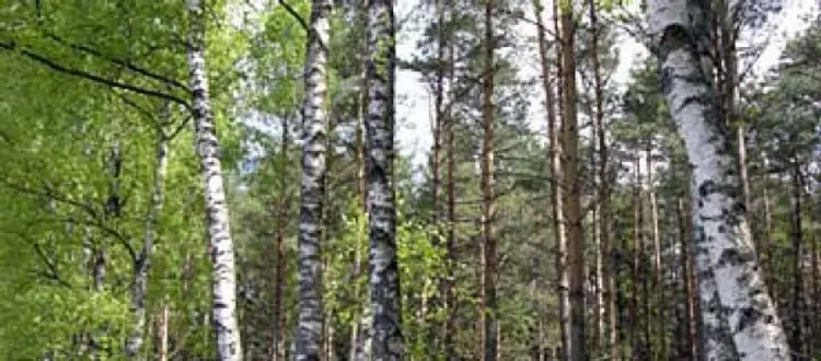 RINITI ALLERGICHE INVERNALI