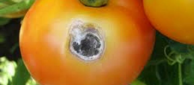 RINITI PERENNI