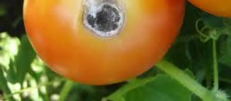RINITI PERENNI