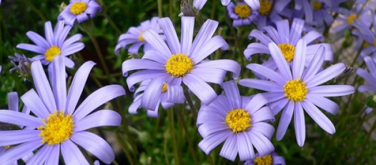 RINITI ALLERGICHE PRIMAVERILI-ESTIVE