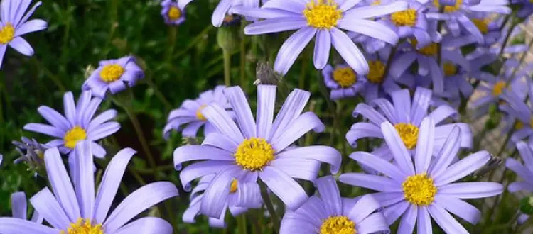 RINITI ALLERGICHE PRIMAVERILI-ESTIVE