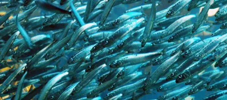 AZZURRO COME IL MARE