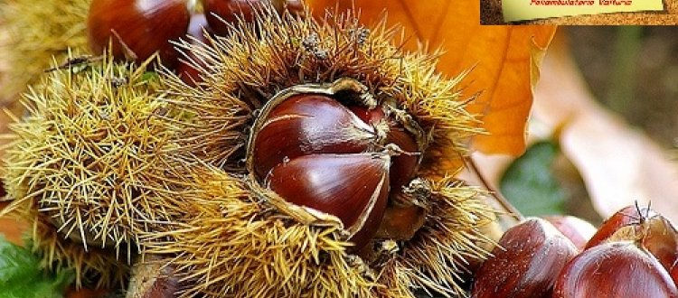 Arriva il freddo, e con lui le prime malattie di stagione (raffreddori, influenza, abbassamenti di voce, mal di gola)