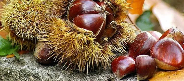 Arriva il freddo, e con lui le prime malattie di stagione (raffreddori, influenza, abbassamenti di voce, mal di gola)