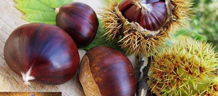 Della frutta e verdura e pesce da mettere in tavola il mese di ottobre