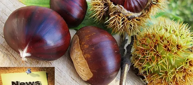 Della frutta e verdura e pesce da mettere in tavola il mese di ottobre