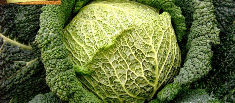 Arriva l'inverno, il freddo si fa pungente ed allora cerchiamo di conoscere un ortaggio amico della nostra salute il cavolo verza
