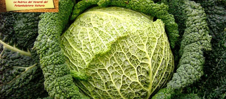 Arriva l'inverno, il freddo si fa pungente ed allora cerchiamo di conoscere un ortaggio amico della nostra salute il cavolo verza